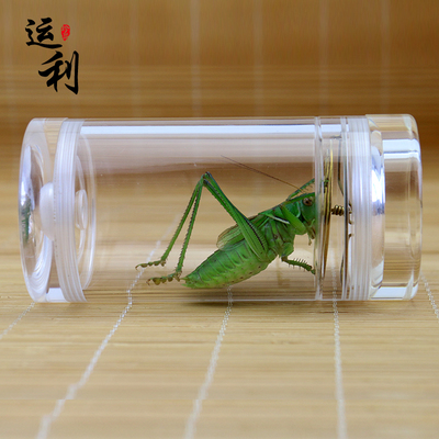 有机玻璃过冬蝈蝈叫罐60罐透明罐鸣虫罐便携带铜簧罐