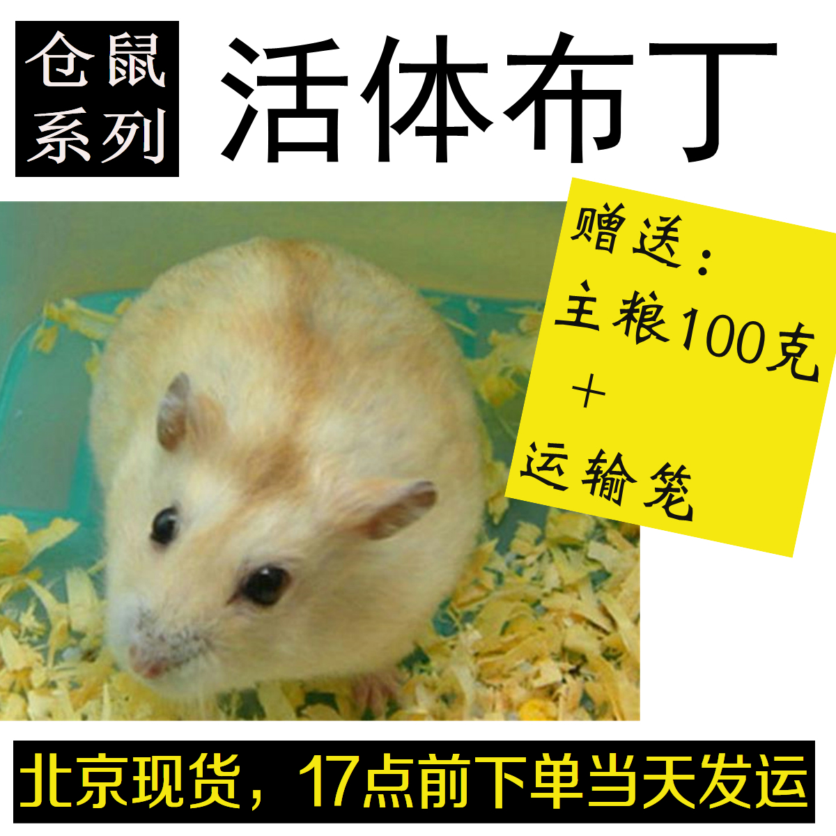 活体仓鼠布丁送运输笼100克主粮17点前下单当天北京发运包活到家|msdalam kategori haiwan peliharaan/makanan haiwan dan bekalan, hamsters kelas haiwan peliharaan dan lain-lain kecil, Hamsters - dari Buy2taobao.com untuk memberikan perkhidmatan ejen Taobao profesional membeli