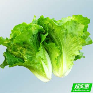  【超实惠】绿色食品新鲜蔬菜 生菜 杭州当天送到