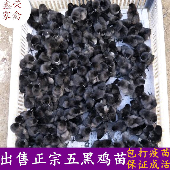 Chicks Chicken seedling spotted chicken Three yellow chicken Luhua chicken Royal Chicks Huainan Chicks Ruby 380in the Agricultural goods , Seed/Seedlings , Animal seedlings category - from Buy2taobao.com to provide professional Taobao agent buy service
