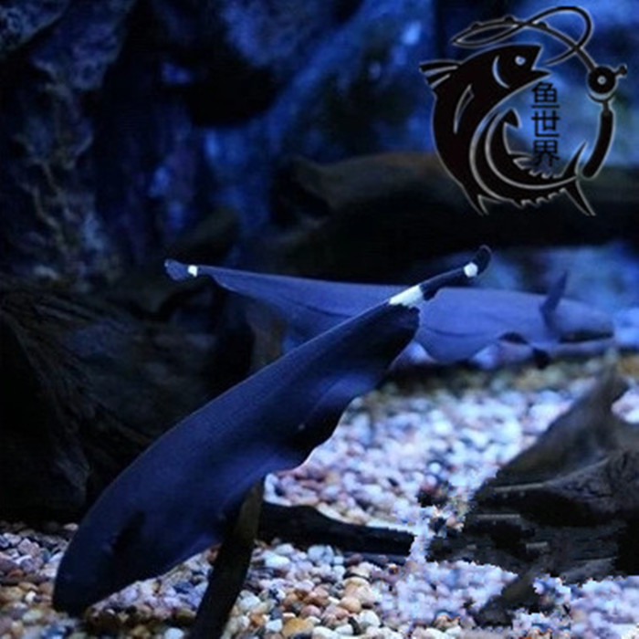 Fish World Black Devil Rays Black Feather Apteronotus albifrons Apternotusalbifrons Ornamental fish living thingin the Pet/Pet food and supplies , Aqua World , Fish category - from Buy2taobao.com to provide professional Taobao agent buy service