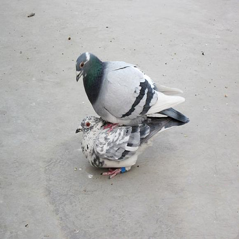 Kylin flowers Breeding pigeon a pair Ornamental pigeons Pigeon Landing King dove Lay eggs Wife a pair living thingin the Pet/Pet food and supplies , Birds and supplies , Bird category - from Buy2taobao.com to provide professional Taobao agent buy service