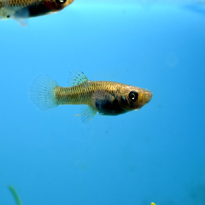 Mosquitofish Small fish Not afraid of cold fishin the Pet/Pet food and supplies , Aqua World , Fish category - from Buy2taobao.com to provide professional Taobao agent buy service