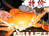  活海鲜大红膏蟹三门青蟹红膏蟹母蟹皇帝蟹海螃蟹螃蟹海蟹一斤一只