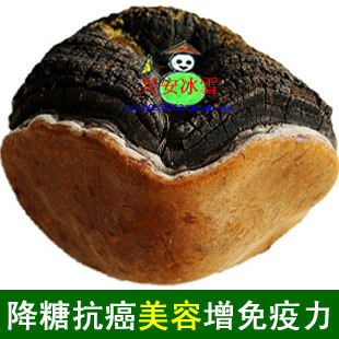  【皇冠正品】内蒙古野生白桦树桑黄野生灵芝整枝火木裂蹄针层孔菌