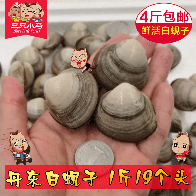 【三只小马】丹东鲜活白蚬子 野生白蛤 白蛤蜊贝类海鲜 1斤19个在类目 水产肉类/新鲜蔬果/熟食, 海鲜/水产品/制品, 贝类, 贝类制品中 - 来自Buy2taobao.com提供专业的淘宝代购服务