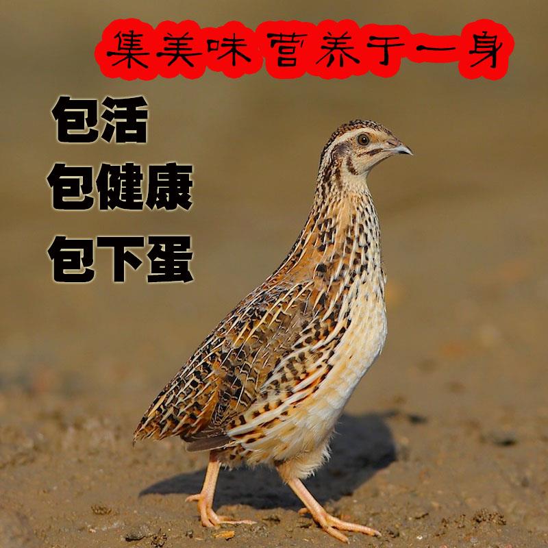 鹌鹑活体鹌鹑鸟活物下蛋的一对鹌鹑鸡肉用活苗产蛋活的家养散养|msdalam kategori haiwan peliharaan/makanan haiwan dan bekalan, Burung dan bekalan, burung - dari Buy2taobao.com untuk memberikan perkhidmatan ejen Taobao profesional membeli