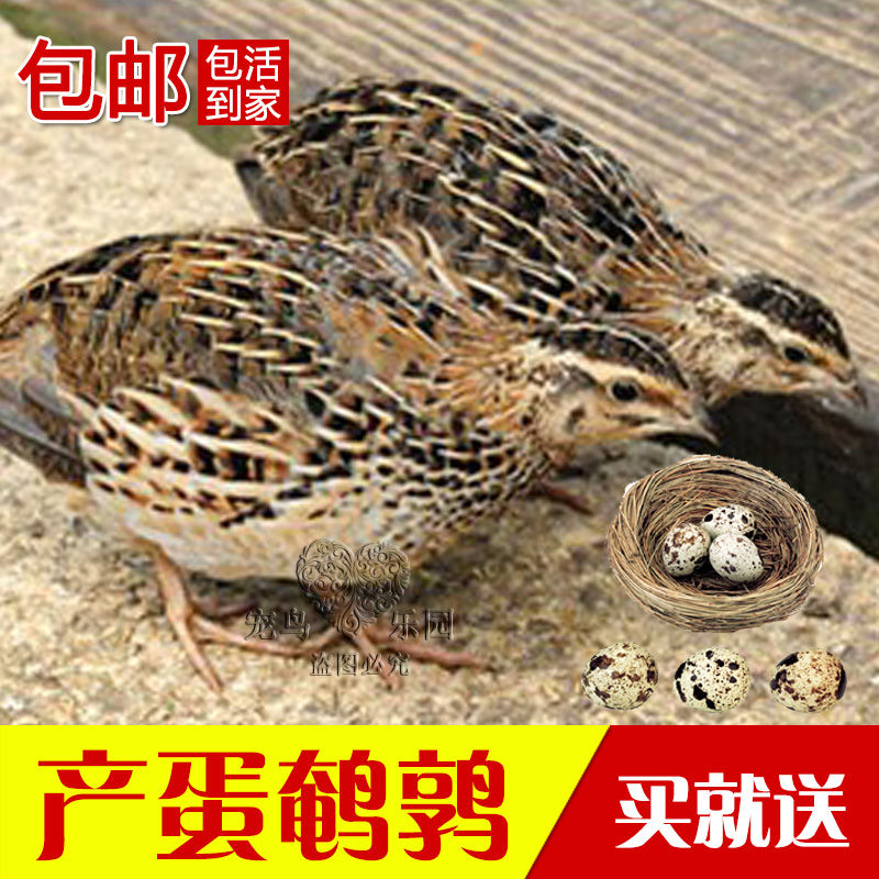 quail Youth quail Pet birds Quail bird Lay eggs Quail living thing Lay eggs quail Quail birdin the Pet/Pet food and supplies , Birds and supplies , Bird category - from Buy2taobao.com to provide professional Taobao agent buy service