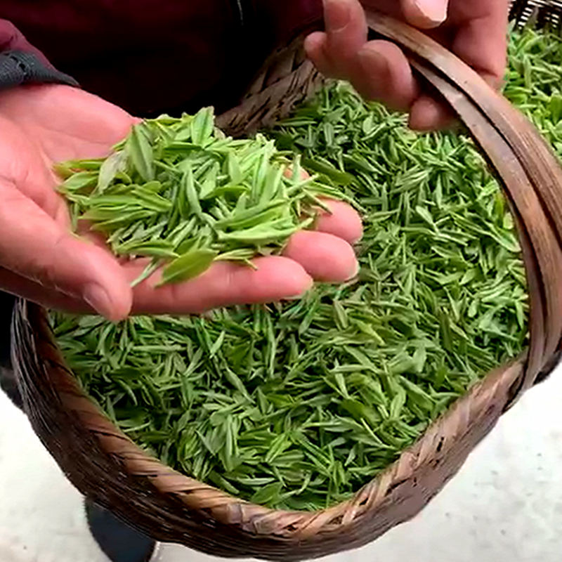 信陽毛尖2019新茶葉 高山綠茶雨前壹級濃香散裝農家自産500g在類目 茶, 綠茶(新), 信陽毛尖中 - 來自Buy2taobao.com提供專業的淘寶代購服務