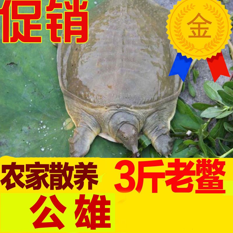 23斤超大甲鱼生鲜活体生态野外放养老鳖中华农家新鲜水鱼散养王八|msdalam kategori haiwan peliharaan/makanan haiwan dan bekalan, Aquarium World, penyu/penyu - dari Buy2taobao.com untuk memberikan perkhidmatan ejen Taobao profesional membeli