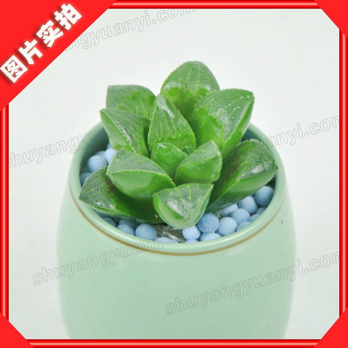 热荐<em>天女散花</em> 帝王寿 仙人<em>多肉</em>植物 办公室桌面
