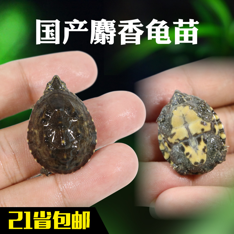 Musk Guimiao Musk Turtle Musk(Non fragrance) living thing Deep turtle Mini Muskin the Pet/Pet food and supplies , Aqua World , Turtle/Turtle category - from Buy2taobao.com to provide professional Taobao agent buy service