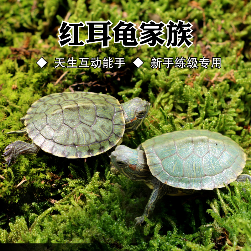 2017 老种巴西龟苗 活体宠物龟 格兰德红耳 外塘青壳龟 健康全品|ruв категории животное/Животное питание и принадлежностей, аквариум мира, черепаха/черепаха - от Buy2taobao.com для оказания профессиональной услуги покупки агента Taobao