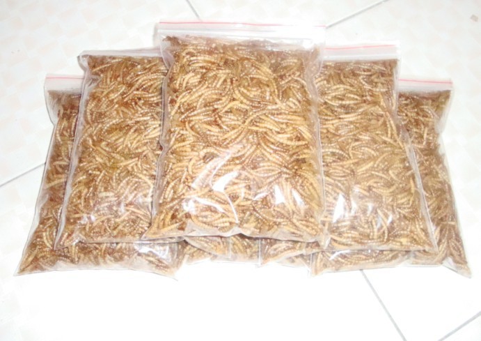 糧食刺猬面包蟲幹黃粉蟲龜糧倉鼠用品倉鼠零食食物面包蟲500克在類目 寵物/寵物食品及用品, 爬蟲/鳴蟲及其用品, 爬蟲/鳴蟲食物中 - 來自Buy2taobao.com提供專業的淘寶代購服務