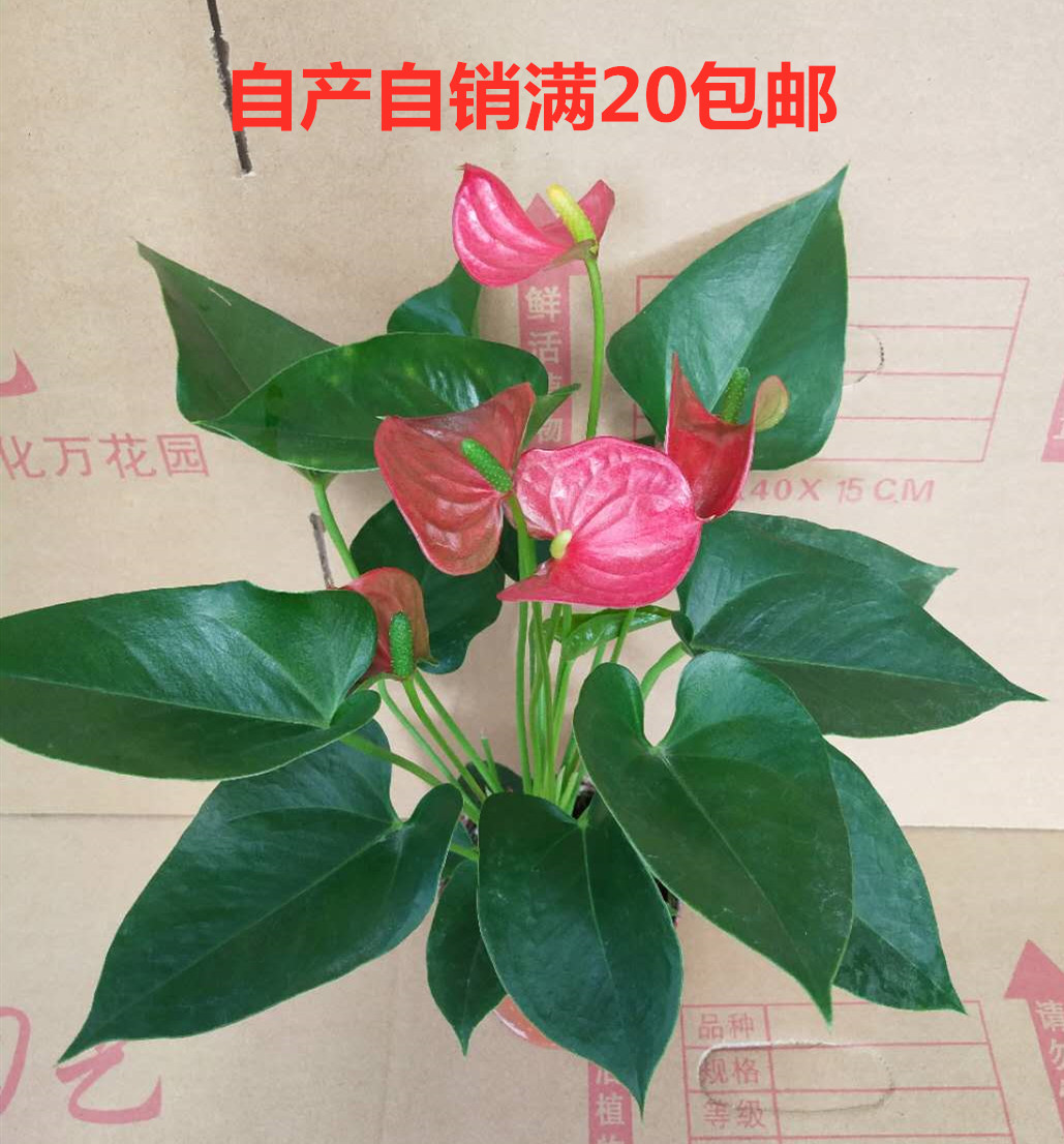 红掌盆栽粉掌绿植白掌室内办公室植物花卉室外观叶观花卧室在类目 鲜花速递/花卉仿真/绿植园艺, 花卉/绿植盆栽(新), 花卉中 - 来自Buy2taobao.com提供专业的淘宝代购服务