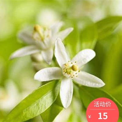 CHERIGA 预 苦橙花纯露 提亮美bai收细毛孔补水痘印 100ml|ruв категории Средства для ухода за собой, эфирные масла Ароматерапия, Hydrosol/Норфолк - от Buy2taobao.com для оказания профессиональной услуги покупки агента Taobao