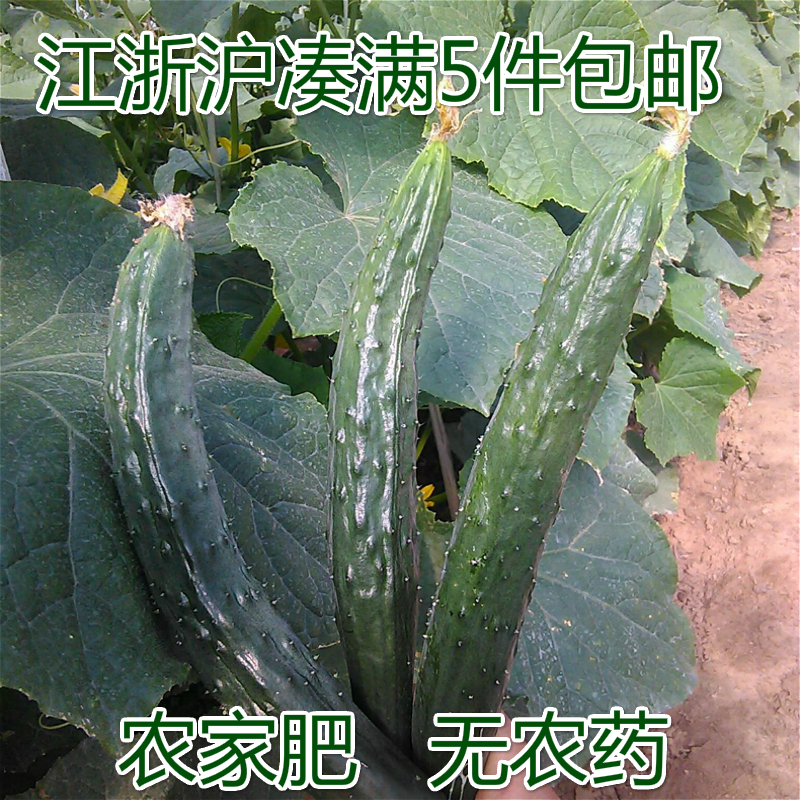 老王农家自种 新鲜蔬菜 黄瓜 嫩黄瓜 农产品时令蔬菜|ruв категории водной мясо/свежие фрукты и овощи/еда, свежие овощи/овощной продукции, свежие овощи, другие - от Buy2taobao.com для оказания профессиональной услуги покупки агента Taobao