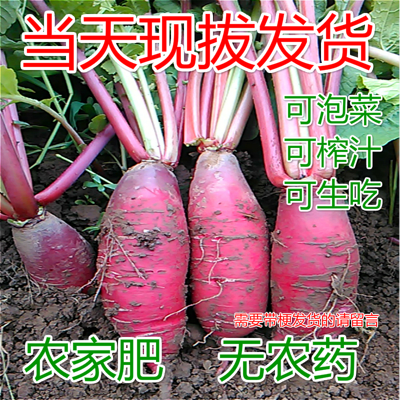 Farm fresh Redskins Carrots pickled cabbage radish 1 pounds Vegetables Produce 3 Turnipin the Aquatic meat/Fresh fruits and vegetables/Cooked , Fresh vegetables/Vegetable products , Fresh vegetables , Other category - from Buy2taobao.com to provide professional Taobao agent buy service