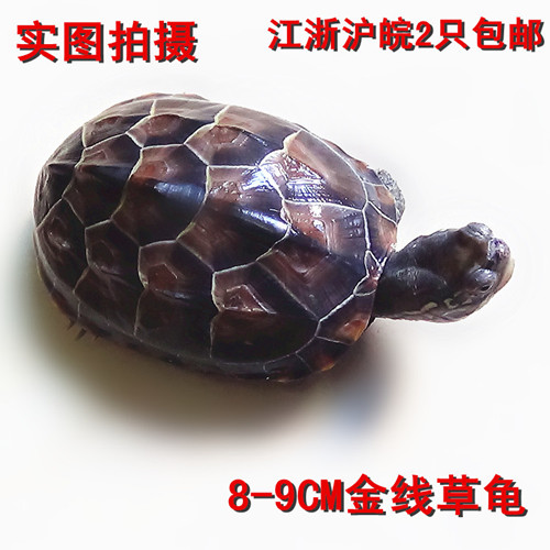 外塘冷水草龜 金線龜 水陸活體寵物龜 招財鎮宅龜長壽龜運到包活在類目 寵物/寵物食品及用品, 水族世界, 龜/鱉中 - 來自Buy2taobao.com提供專業的淘寶代購服務
