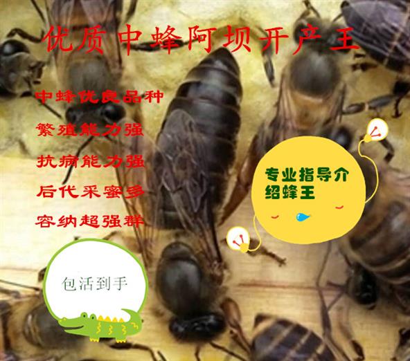 中蜂蜂王種優質處女王高産蜜蜂活體産卵王新開産王優質高産蜜蜂在類目 寵物/寵物食品及用品, 其它寵物, 其它寵物中 - 來自Buy2taobao.com提供專業的淘寶代購服務