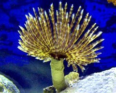 海水鱼 观赏鱼 珊瑚 lps 大羽毛管虫