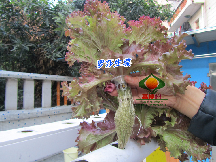 2019春播新品水培蔬菜種植設備無土栽培配件管道無公害蔬菜在類目 鮮花速遞/花卉仿真/綠植園藝, 園藝用品, 其它園藝用品中 - 來自Buy2taobao.com提供專業的淘寶代購服務