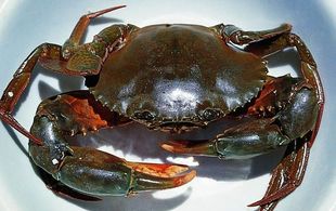  年货野生东海温州青蟹大红膏蟹海鲜鲜活海蟹螃蟹 大闸蟹 2斤包邮