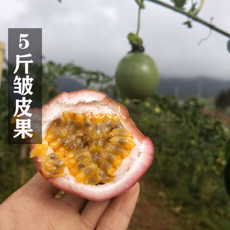 Tropical fruit Yunnan 5 Passion fruit Eggs, fruit Passionflower Fragrant and sweet Tea shopin the Aquatic meat/Fresh fruits and vegetables/Cooked , Fresh fruit , Passion Fruit category - from Buy2taobao.com to provide professional Taobao agent buy service