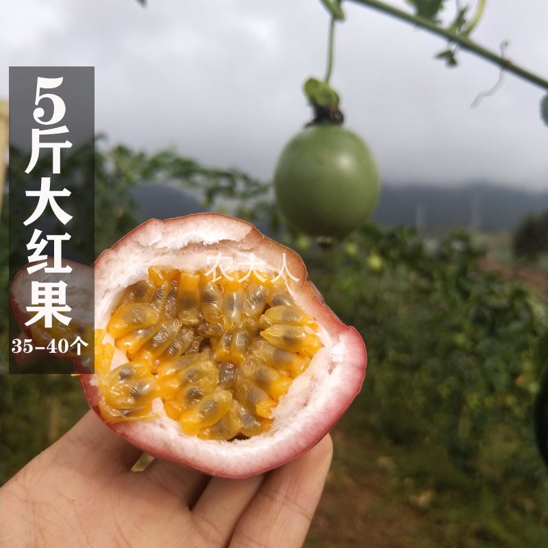 新鲜采摘云南百香果大果 鸡蛋果西番莲 孕妇水果 5斤35--40个在类目 水产肉类/新鲜蔬果/熟食, 新鲜水果, 百香果中 - 来自Buy2taobao.com提供专业的淘宝代购服务