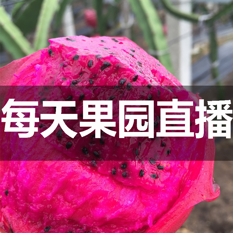 海南金都壹號紅心火龍果 紅繡球蜜寶火龍果5斤8-10個包甜孕婦水果在類目 水產肉類/新鮮蔬果/熟食, 新鮮水果, 火龍果中 - 來自Buy2taobao.com提供專業的淘寶代購服務