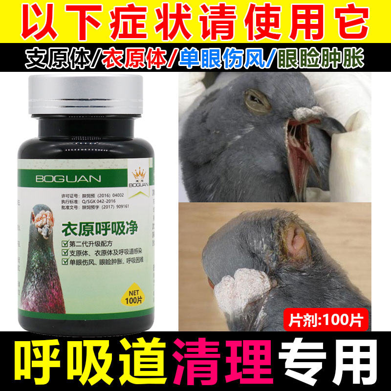 搏冠鴿藥出品【衣原呼吸淨】治支氣管咳喘型,單眼傷風流淚等在類目 寵物/寵物食品及用品, 鳥類及用品, 鳥食中 - 來自Buy2taobao.com提供專業的淘寶代購服務