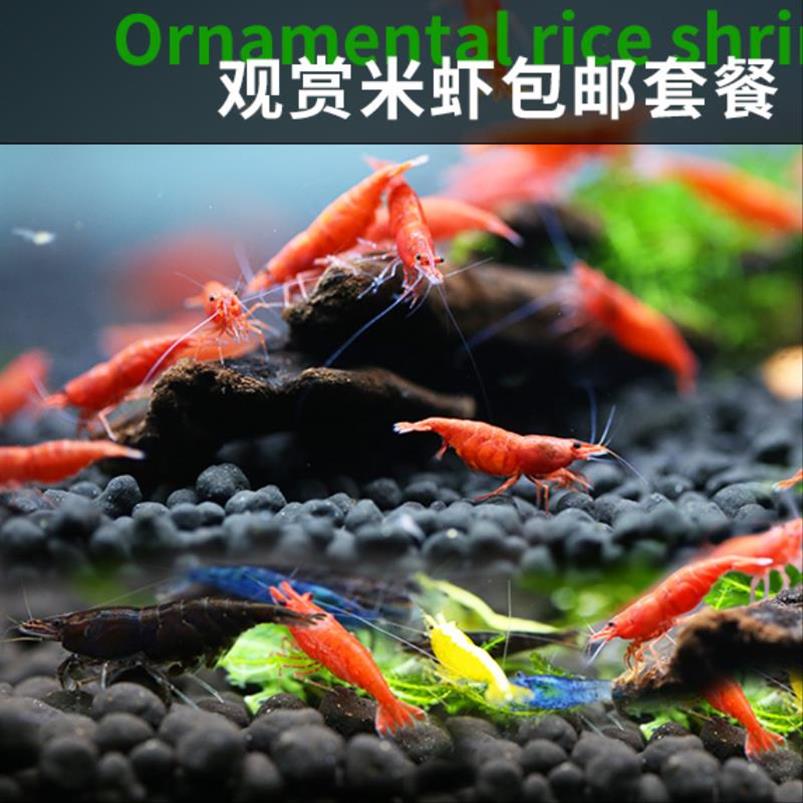 工具螺观赏螺马来螺翻砂清理底砂苹果螺繁殖清洁螺观赏虾樱花活体|msdalam kategori haiwan peliharaan/makanan haiwan dan bekalan, Aquarium World, udang - dari Buy2taobao.com untuk memberikan perkhidmatan ejen Taobao profesional membeli