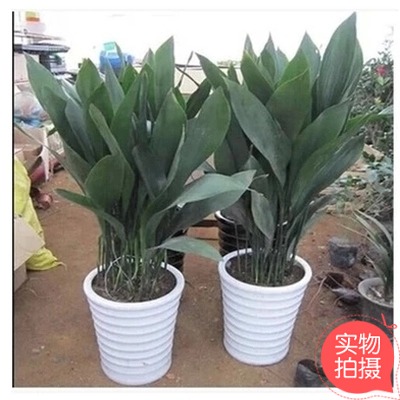 重庆花卉室内大植物发财青叶盆栽长青客厅观叶绿植喜阴盆景办公室在类目 鲜花速递/花卉仿真/绿植园艺, 花卉/绿植盆栽(新), 绿植中 - 来自Buy2taobao.com提供专业的淘宝代购服务