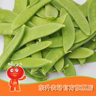  【东升农场】绿色荷兰豆_健康蔬菜_绿色新鲜蔬菜 广州配送（200g