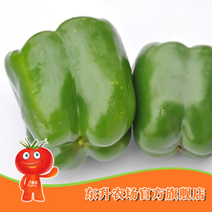  【东升农场】无公害青圆椒_青菜椒 健康食品 广东配送（500g）