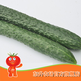  【东升农场】东升刺青瓜_青菜黄瓜_健康食品_广东配送（500g）