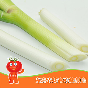  农场直供 东升京葱_蔬菜大葱甩葱 青菜调配辅料 东升品质保证500g