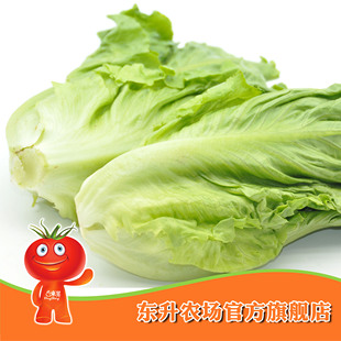  农场直供_有机生菜_生鲜沙拉_放心生活_东升品质保证（300克）