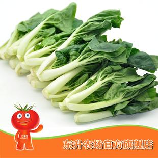  农场直供_有机奶白菜苗_有机蔬菜_东升品质_广东新鲜配送（300g）