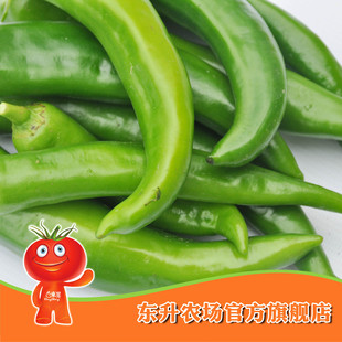  农场直供_东升青尖椒_新鲜蔬菜辣椒 青菜辣椒 广州配送（300g）