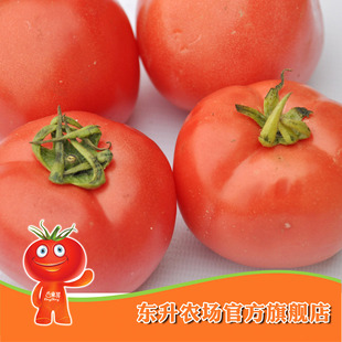  农场直供 东升粉番茄 大番茄 粉西红柿 新鲜蔬菜广州配送（500g）