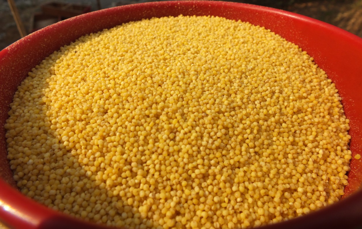 millet rice Yellow millet Farm millet millet Coarse Cereals Whole grainsin the Agri rice/Dried foods/Condiment , Meter/Flour/Grains , Rice , Millet category - from Buy2taobao.com to provide professional Taobao agent buy service