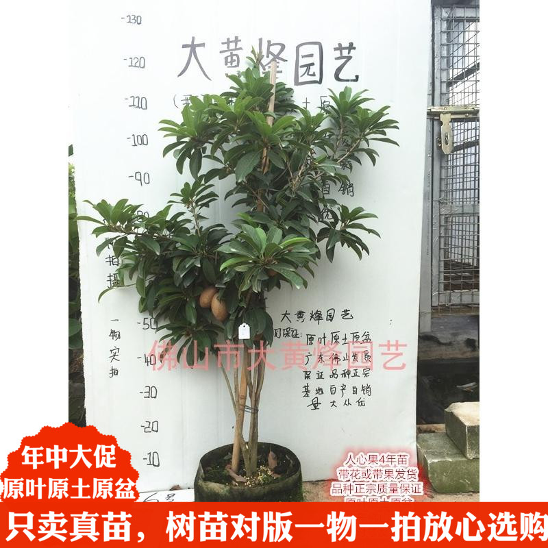 大黄烽新品热卖正宗人心果人参果苗当年结果南北方庭院果树盆栽|ruв категории доставка цветов/цветок моделирования/растения садоводства, садовое растение/даосское дерево/фруктовых деревьев, фруктовых деревьев - от Buy2taobao.com для оказания профессиональной услуги покупки агента Taobao