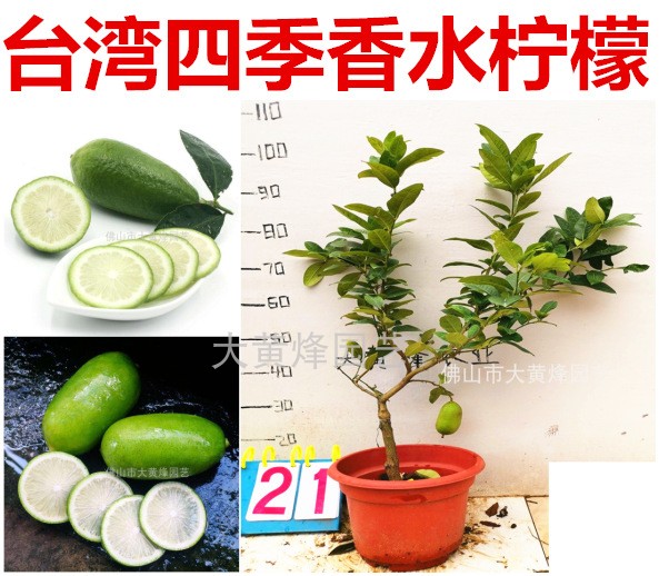 新品热卖台湾四季香水柠檬无籽青柠带花果南北方庭院果树盆栽佛山|msdalam kategori penghantaran bunga/bunga simulasi/tumbuhan berkebun, 花园植物/行道树/果树, 果树 - dari Buy2taobao.com untuk memberikan perkhidmatan ejen Taobao profesional membeli