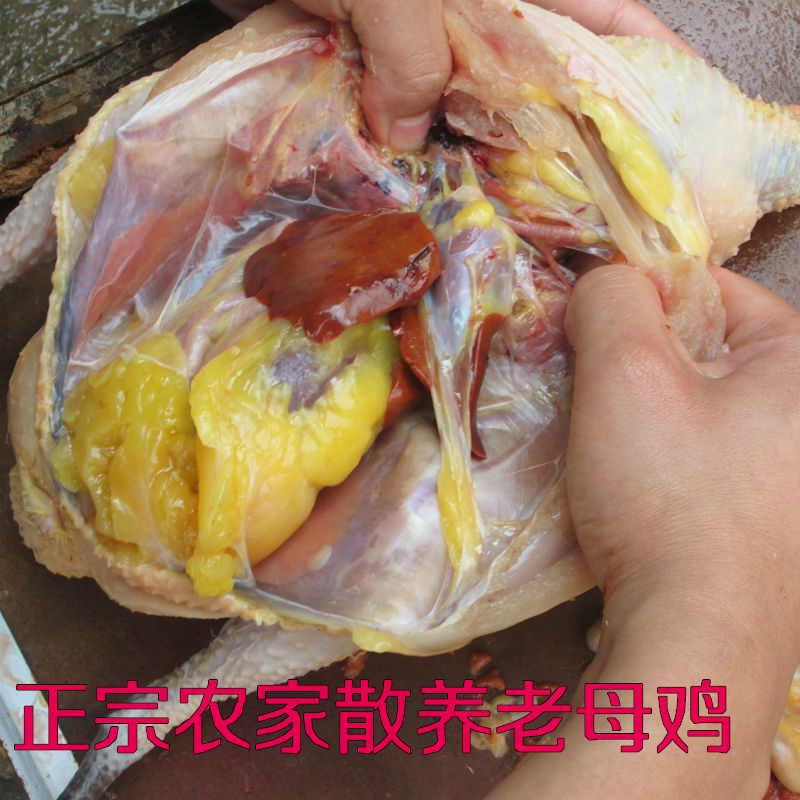 Farm 3 years Backyard Hen Free range chicken Chicken Stupid Chaiji free range chicken Chickens Now killin the Aquatic meat/Fresh fruits and vegetables/Cooked , Raw meat/Meat , Chicken , Other category - from Buy2taobao.com to provide professional Taobao agent buy service
