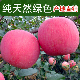  自产热卖山东栖霞红富士烟台苹果7省包邮水果批发