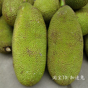  新鲜水果 海南菠萝蜜 果重20-30斤 4.5元/斤 6省运费10元包邮