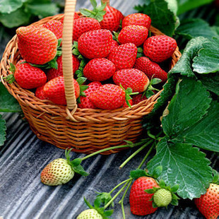 盆栽草莓苗【赛娃】一年都可以四季结果的草莓