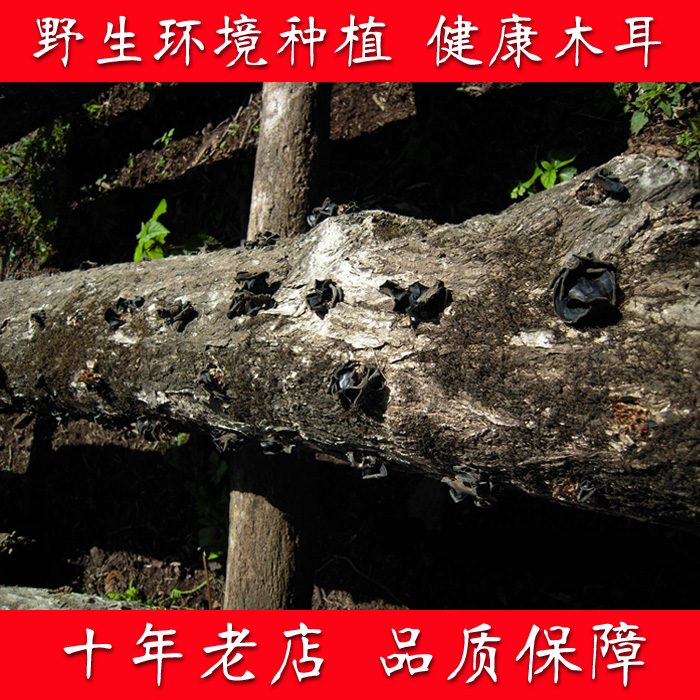 东北黑木耳 椴木 秋木耳 山货 干货 野生环境种植|ruв категории зерно риса/север и Юг сухих грузов/приправы, север и Юг сухих грузов/мясо сухих грузов, сухогрузный/родной, чёрный гриб - от Buy2taobao.com для оказания профессиональной услуги покупки агента Taobao