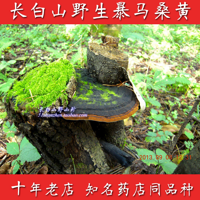 长白山纯天然野生桑黄灵芝丁香桑黄暴马桑黄500克整枝可切块打粉|ruв категории традиционные питательный пища, ганодерма, подрезка ганодерма - от Buy2taobao.com для оказания профессиональной услуги покупки агента Taobao